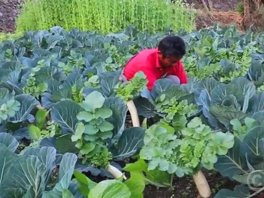 विदेशमा दुःख गर्नुभन्दा गाउँमै तरकारी फलाउँदा सुख