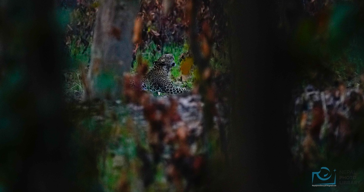 बर्दियामा चितुवा आतंक, स्थानीय त्रसित