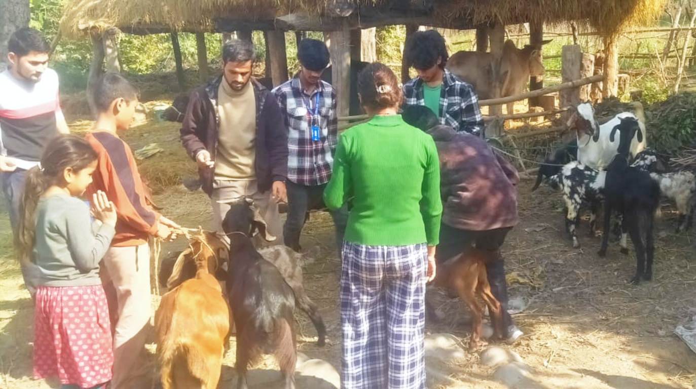 नौ हजार बढी बाख्रालाई पिपिआरविरुद्धको खोप