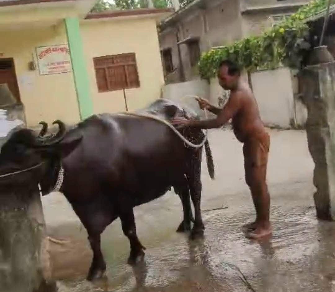 वडा कार्यालयमै भैंसी बाँध्न थालेपछि स्थानीय आक्रोशित