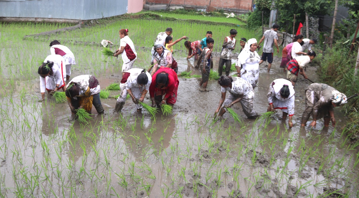 धान उत्पादन : चर्चा धेरै, काम कम