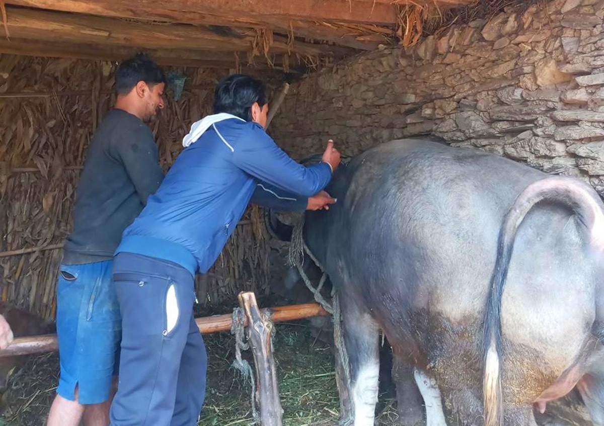 बागलुङमा एक लाख ९३ हजार पशुचौपायालाई खोप