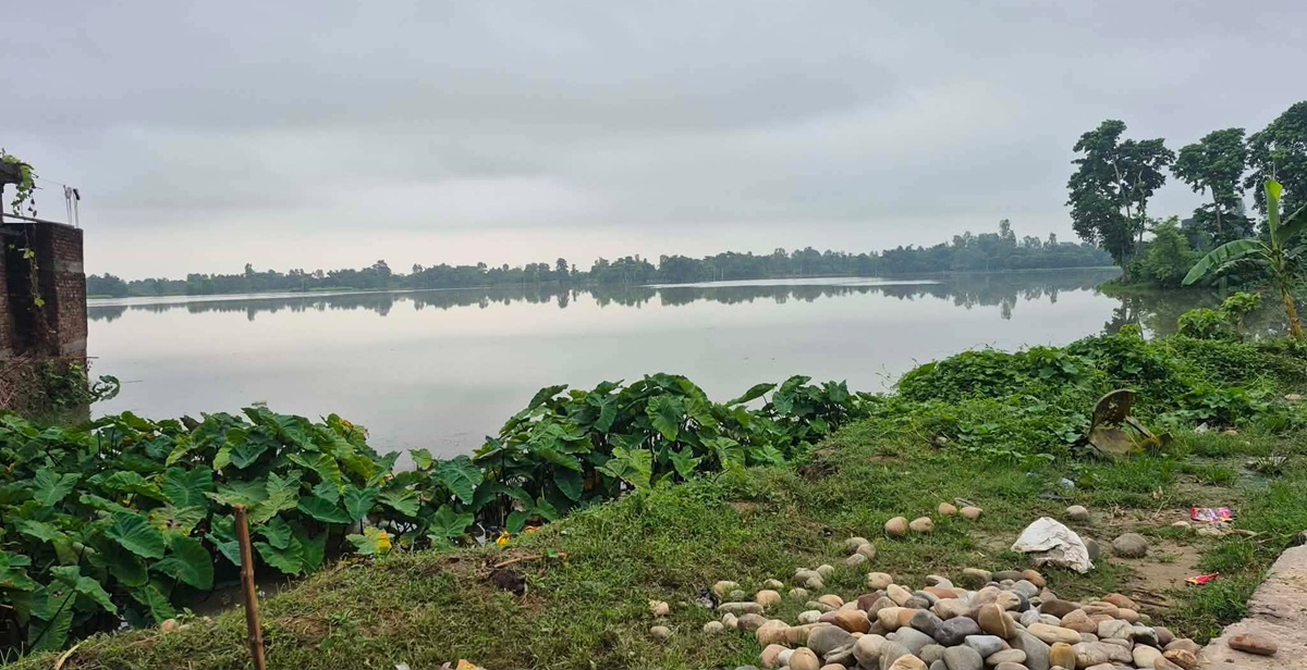 झाझ नदीको बाढीले सयौं बिघा धानबाली नष्ट