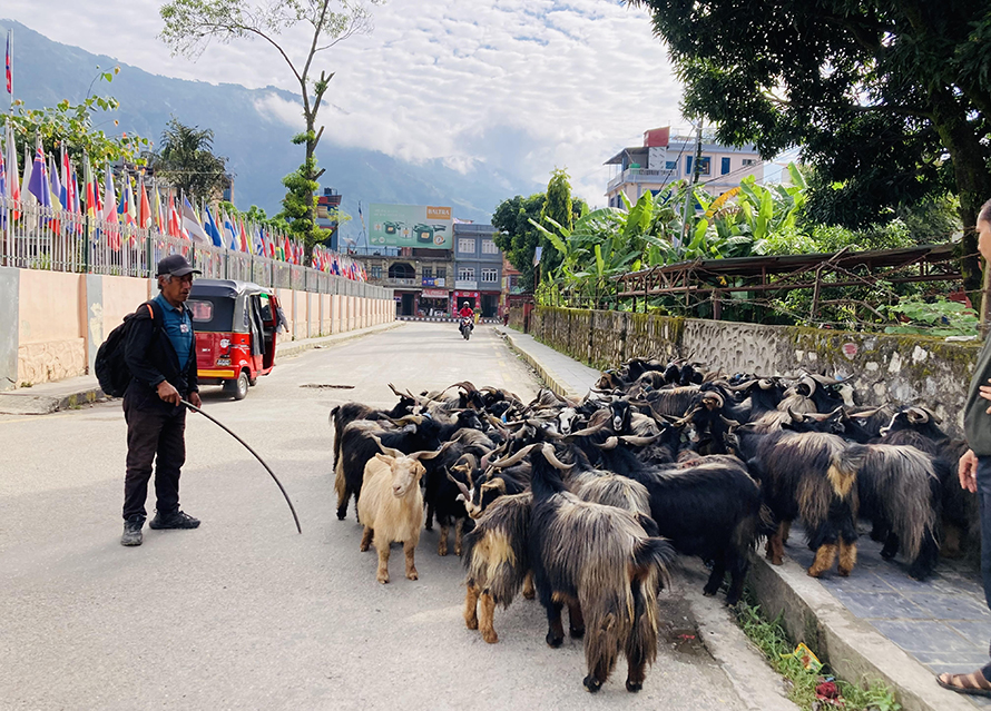 भाउ सस्तिएपछि च्याङ्ग्राको व्यापार बढ्यो