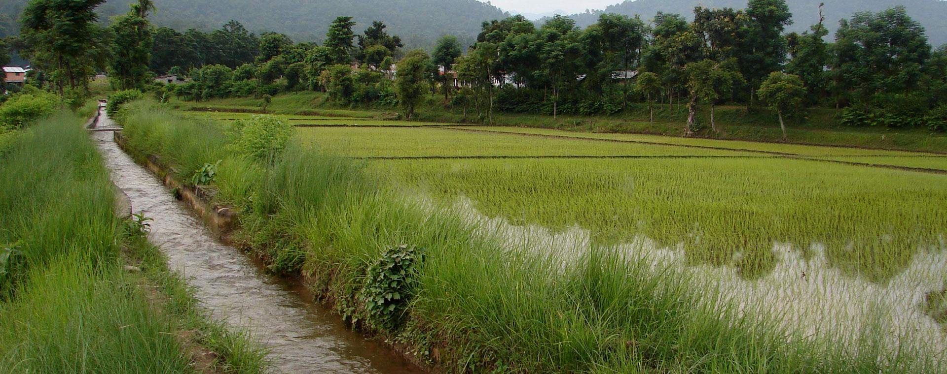 चार सय १७ हेक्टर बढी क्षेत्रफलमा सिँचाइ सुविधा विस्तार