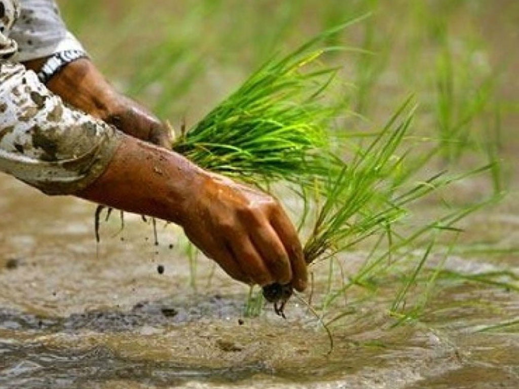 मनसुन समय अगावै भित्रिदा धान रोपाइँ बढ्यो, कुन प्रदेशमा कति ?