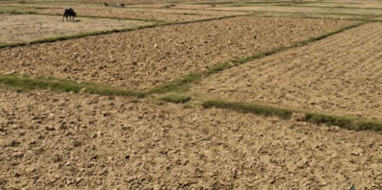 वर्षा नहुँदा रौतहटका खेत बाँझै
