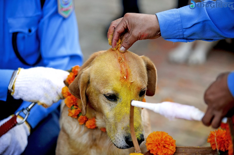 आज कुकुर तिहार मनाइँदै