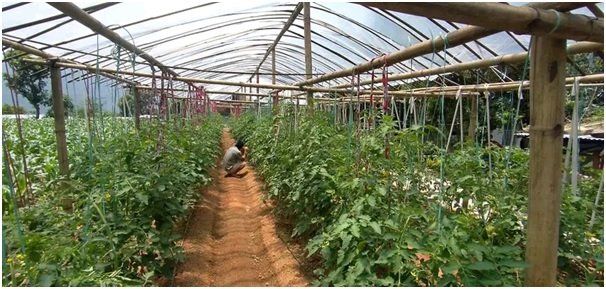 कञ्चनपुरकाे तरकारीमा खानै नहुने मात्रामा विषादीको अवशेष