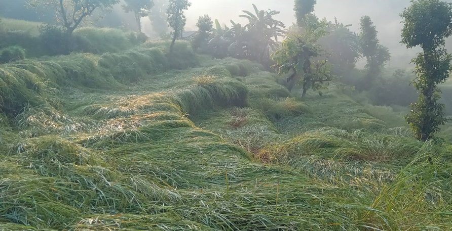 पर्वतमा असिनाले धानबालीमा क्षति, कृषक चिन्तित