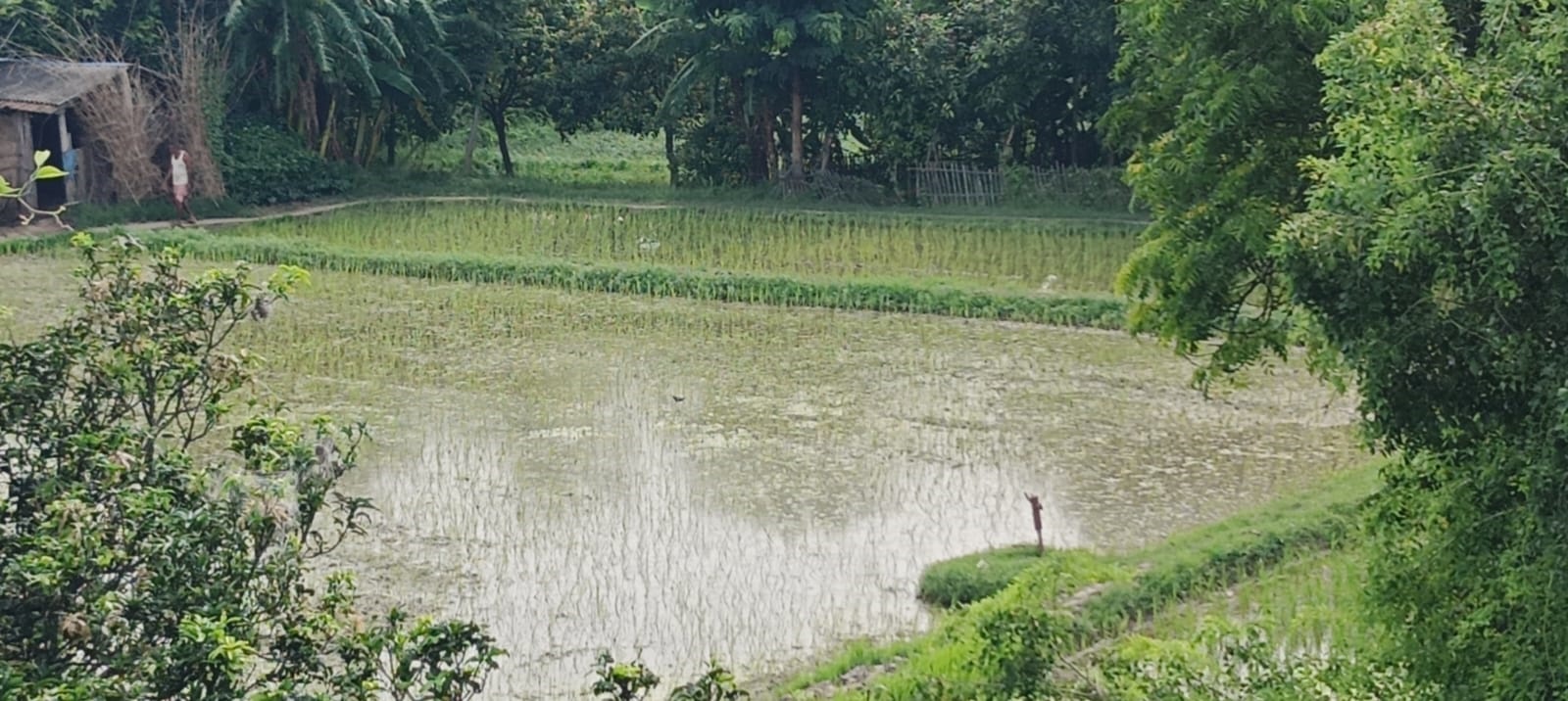 सिरहामा ८० प्रतिशत धान रोपाइँ, पम्पसेटको प्रयोग बढ्दो