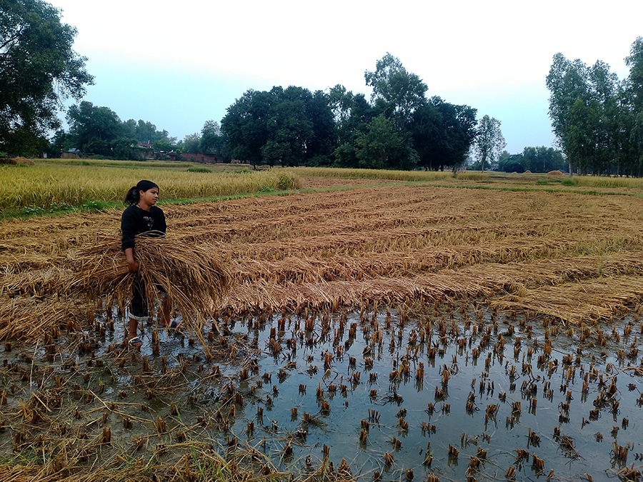 बेमौसमी वर्षाले बाँकेमा धान बालीमा क्षति