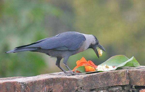 मनाइयो काग तिहार