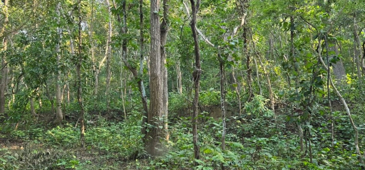 बाँकेमा देशकै सबैभन्दा ठूलो चक्ला वन निर्माण