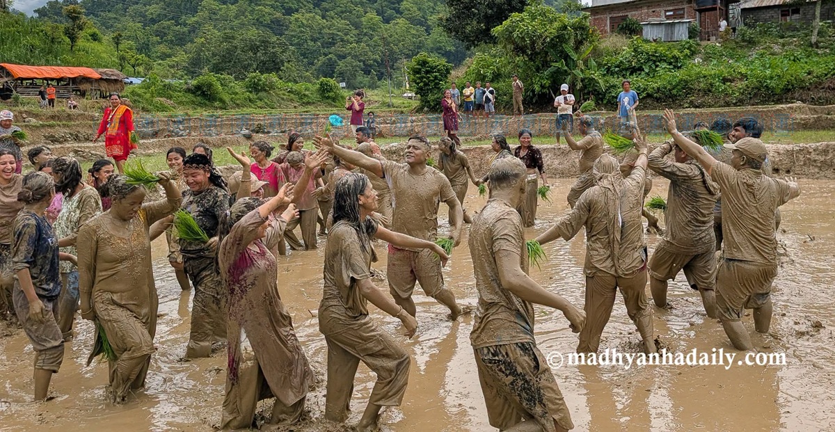 सिन्धुलीमा परम्परागत शैलीमा रोपाइँ (तस्बिरहरू)