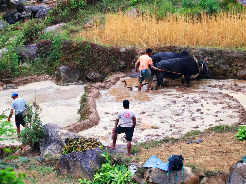 हलगोरु पाल्ने एक सय अठहत्तर किसानले पाए पोषण भत्ता
