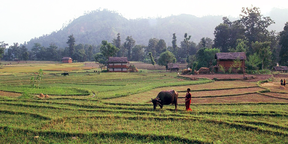 वास्तविक किसानलाई छैन अनुदान