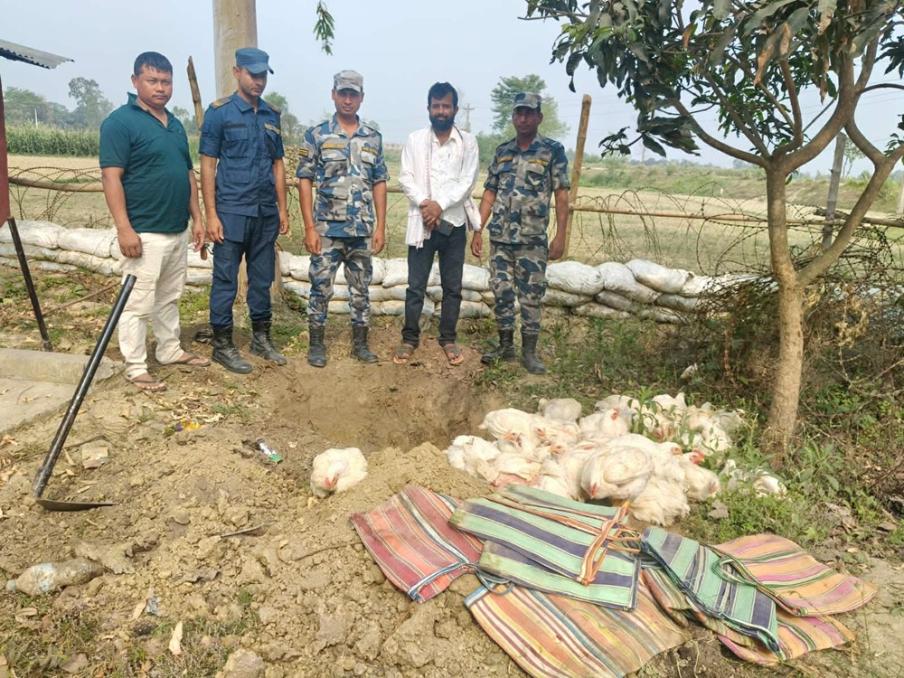 अवैध रूपमा भित्र्याइएको भारतीय कुखुरा बरामद गरी नष्ट