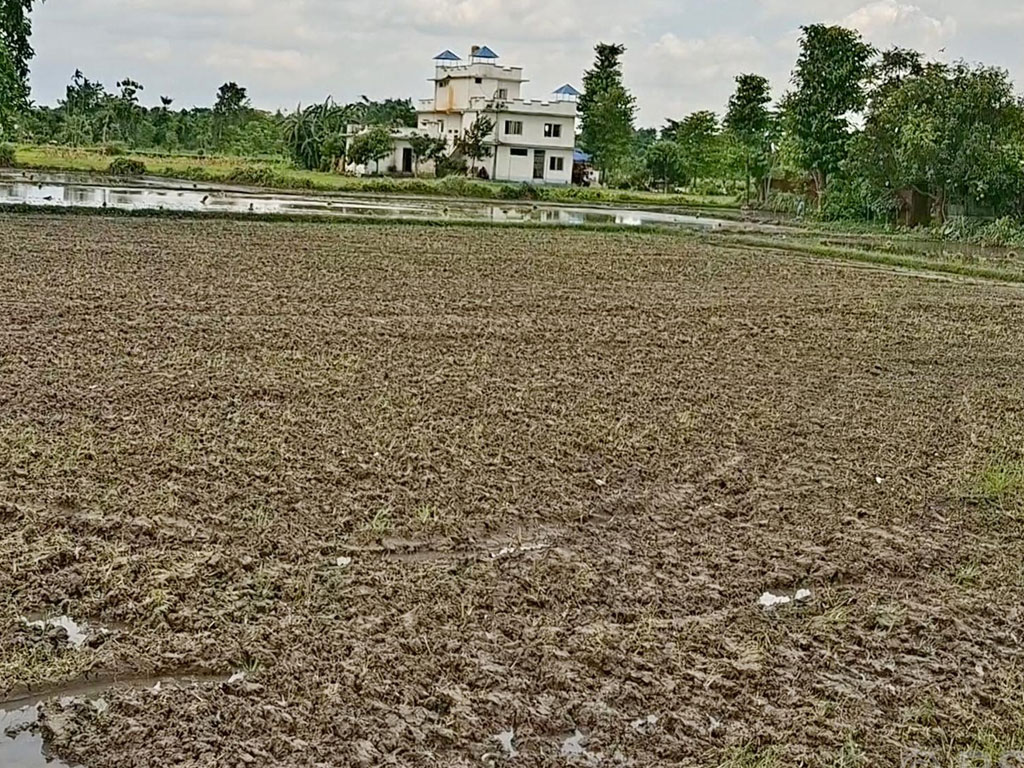 झापामा पर्याप्त वर्षा नहुँदा रोपाइँ प्रभावित