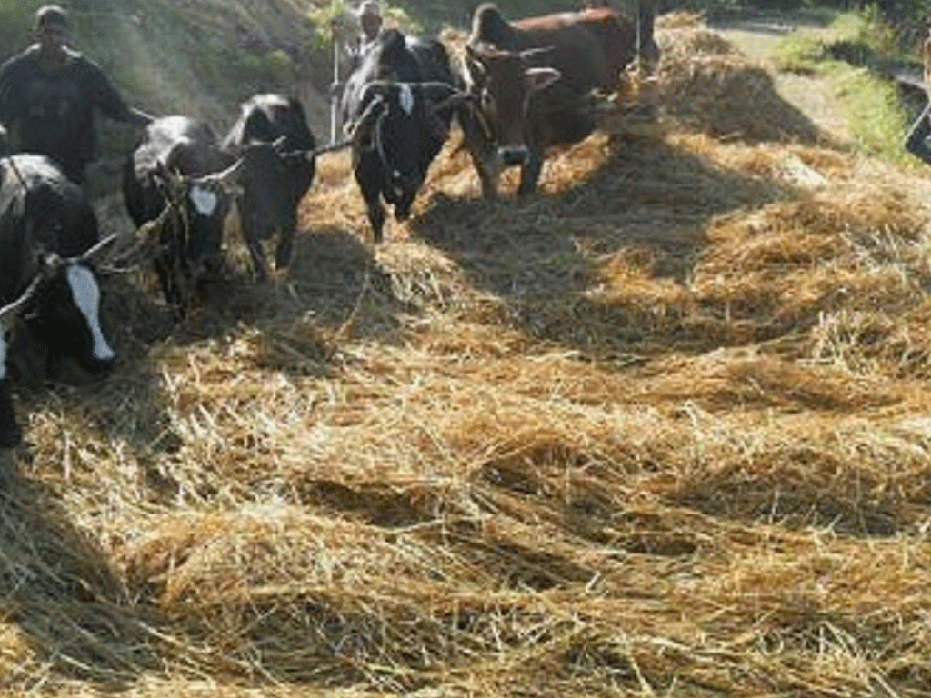 पर्यटन प्रवर्द्धन गर्न पोखरामा दाइँ महोत्सव