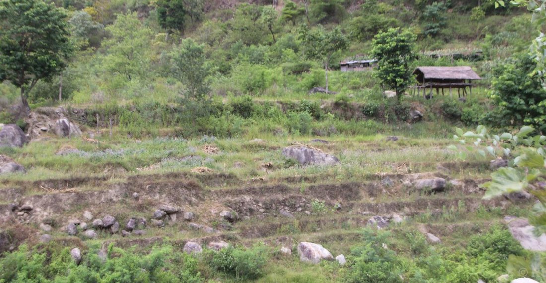 सिँचाइमा क्षति पुग्दा बाँझिए खेतबारी