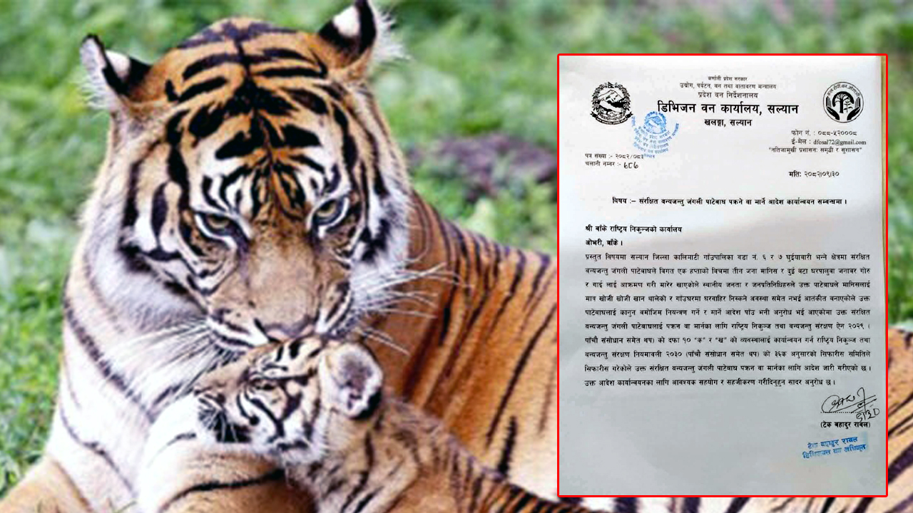 सल्यानमा बाघको आतंक : एक सातामा तीन जनाको ज्यान गयो