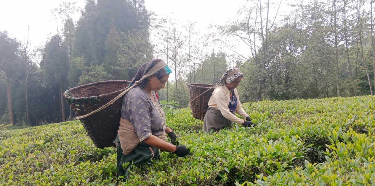नेपाली चियालाई बजारकै चिन्ता