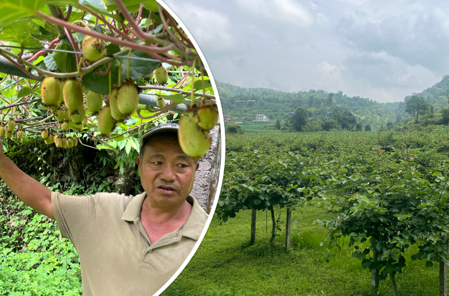 किबीखेतीप्रति गुल्मीका किसानको बढ्दो आकर्षण