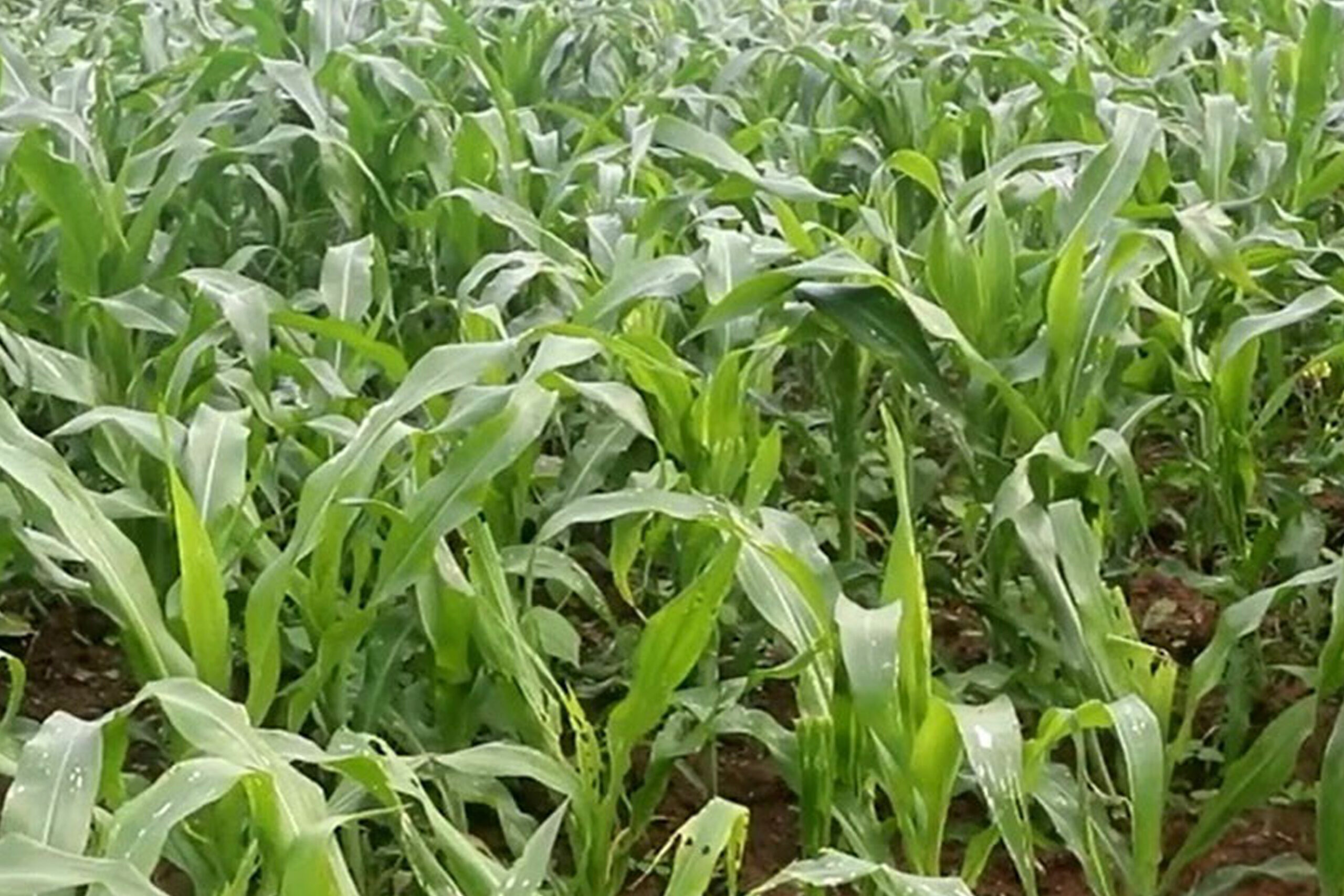 मकैमा फौजी किराको समस्या देखिएपछि किसान चिन्तित