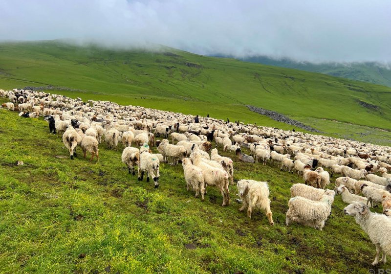 भेडापालक किसानलाई गाउँपालिकाकाे अनुदान