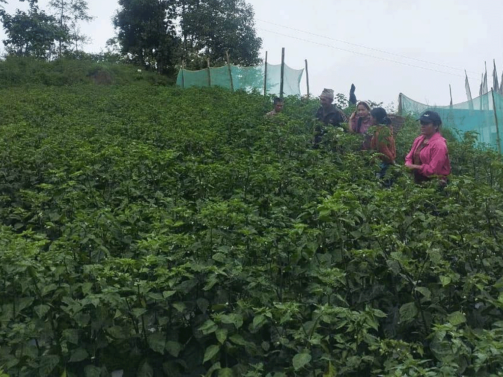 व्यावसायिक रूपमा अकबरे खुर्सानी खेती गर्दै किसान