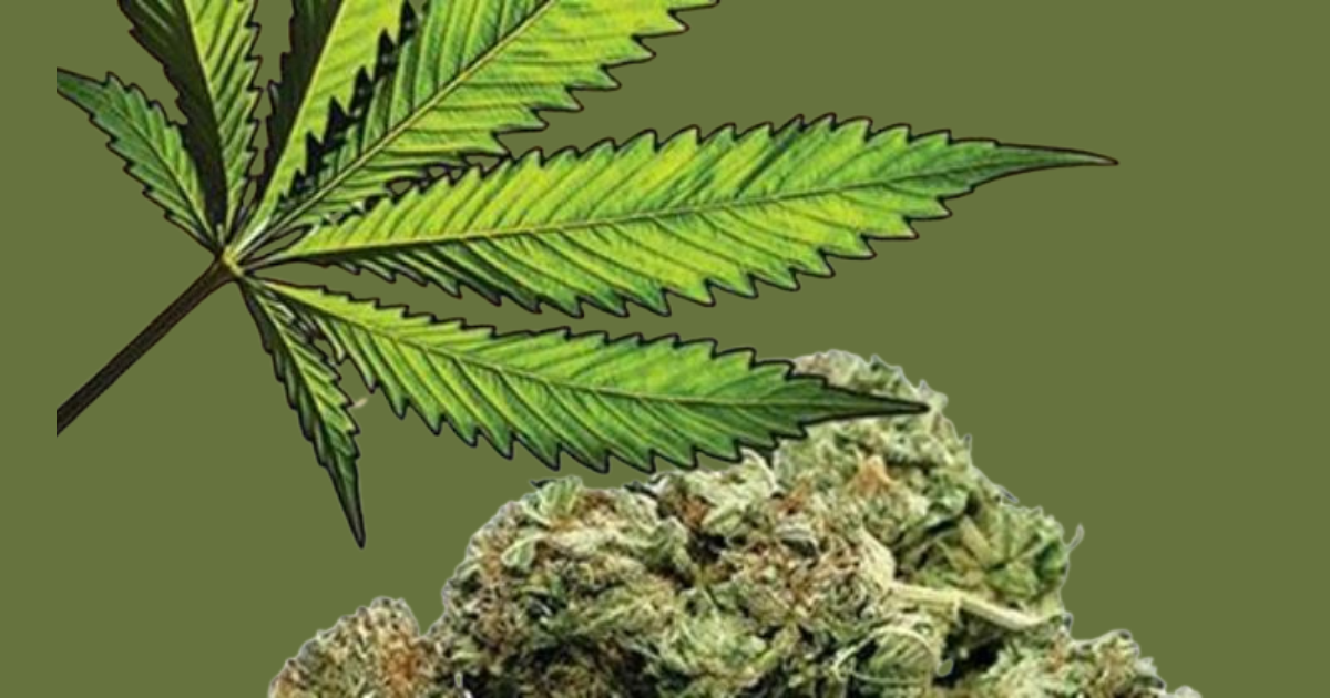 वेवारिसे अवस्थामा ९ सय  २१ किलो ६६ ग्राम गाँजा बरामद 