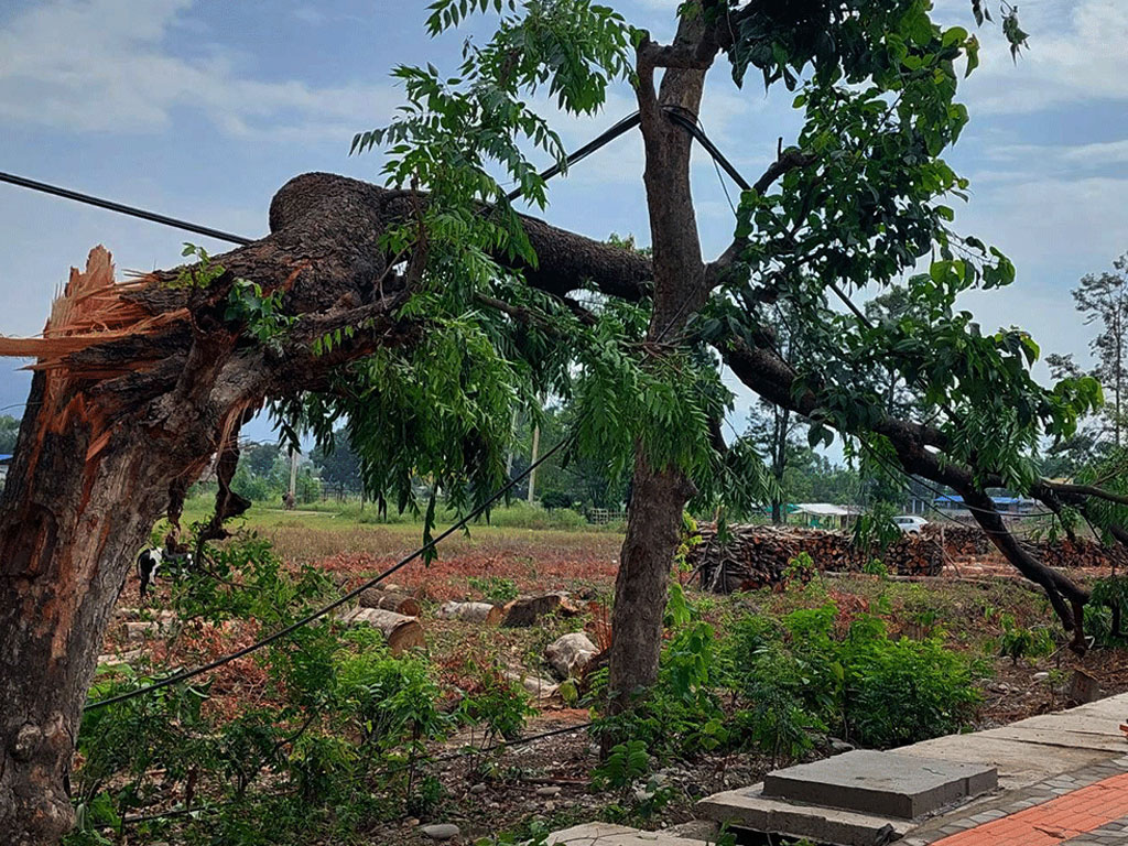 हुरीबतासबाट रुख ढलेर कटारीमा दुई जनाको मृत्यु, छ घाइते