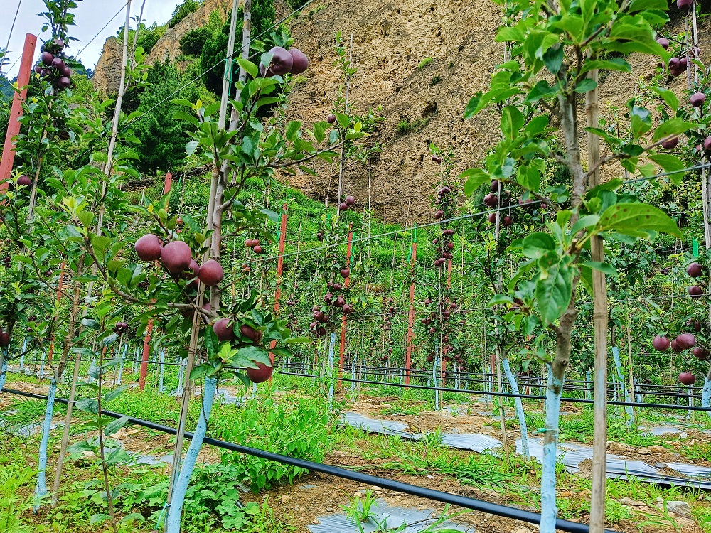 मुस्ताङका बगैँचामा लटरम्म स्याउ