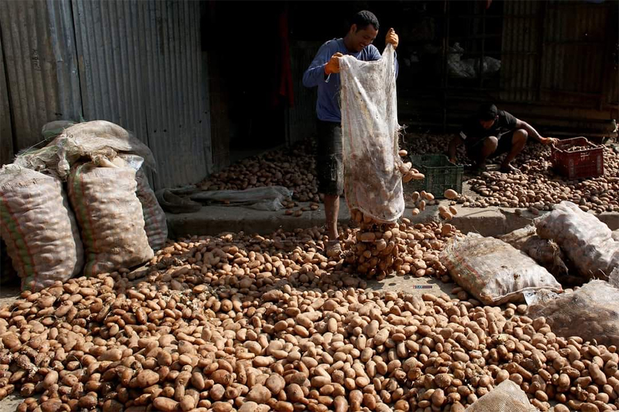 बाली लगाउने बेला सधैं बीउकै चिन्ता