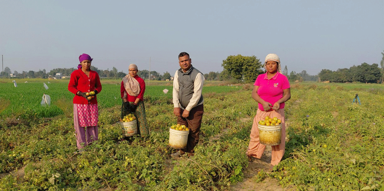 तीन पुस्तादेखि टमाटर खेती: विदेशको विकल्प बनेको छ वीरेन्द्रको टमाटर व्यवसाय
