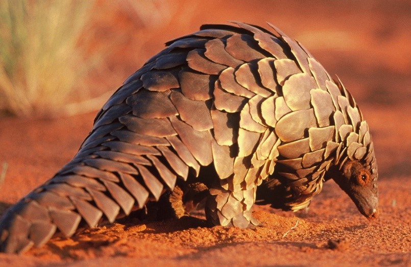 नेपालमा पहिलोपटक सालक सम्मेलन हुँदै