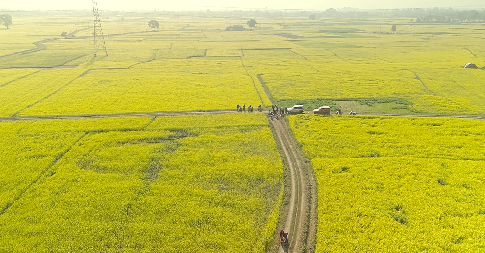 सिँचाइ पुगेपछि भेँडाबारीको गौचरनमा तोरीखेती