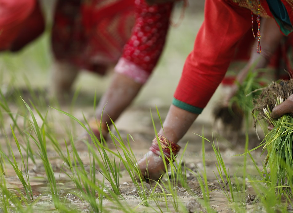 देशभर ९८ प्रतिशत रोपाइँ सम्पन्न