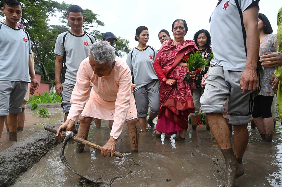 शीतल निवासमा धान रोपाइँ