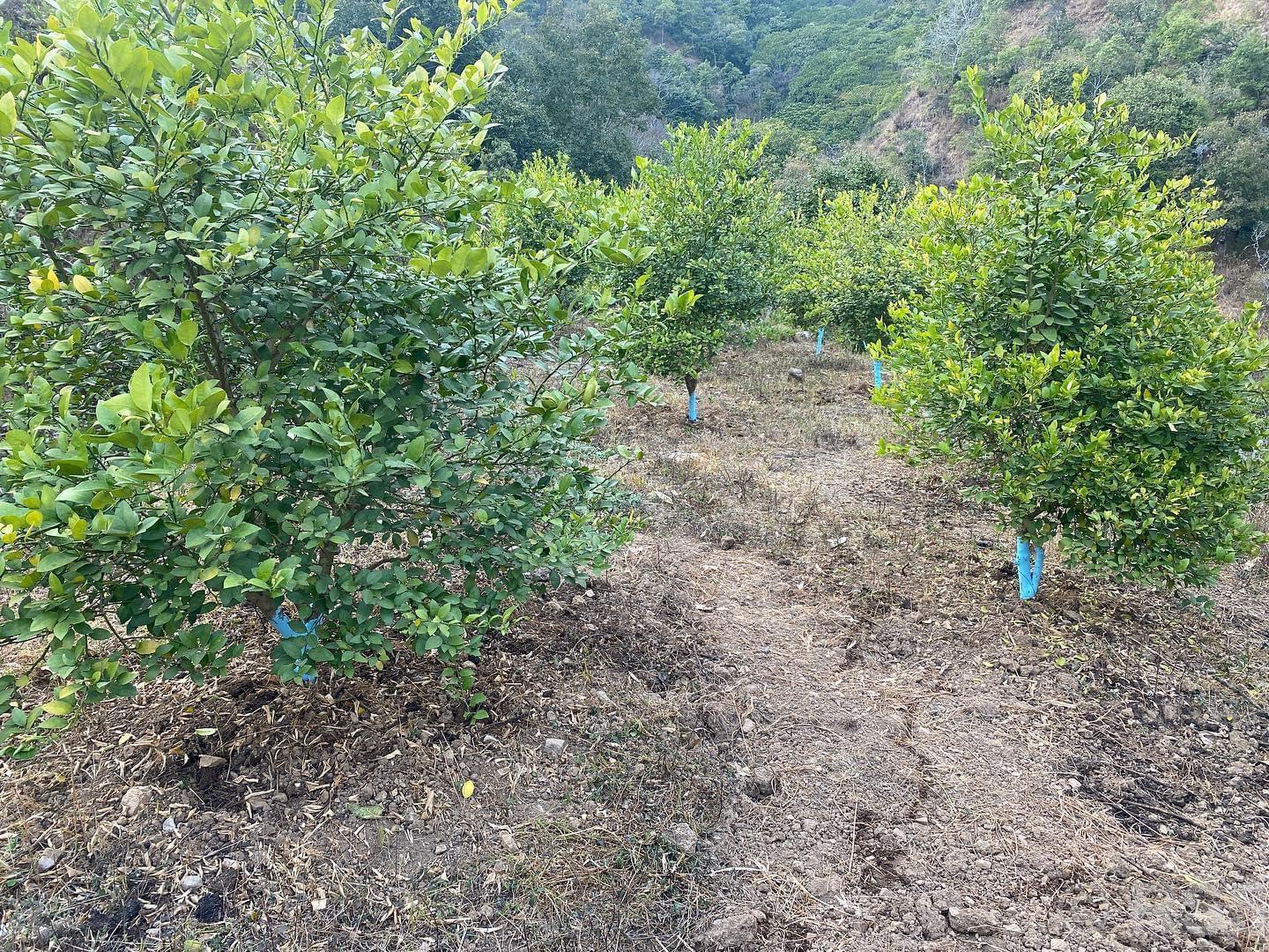 बाँझिएको जमिन फाँडेर रहरलाग्दो कागतीखेती