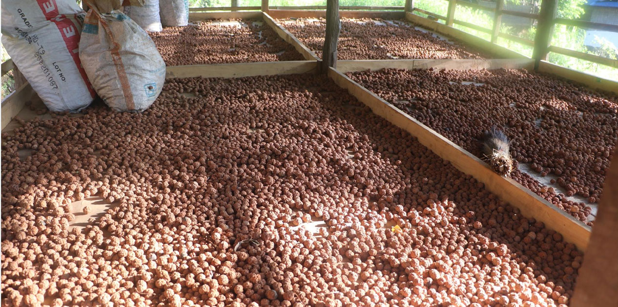 रुद्राक्ष खेतीबाट मनग्य आम्दानी