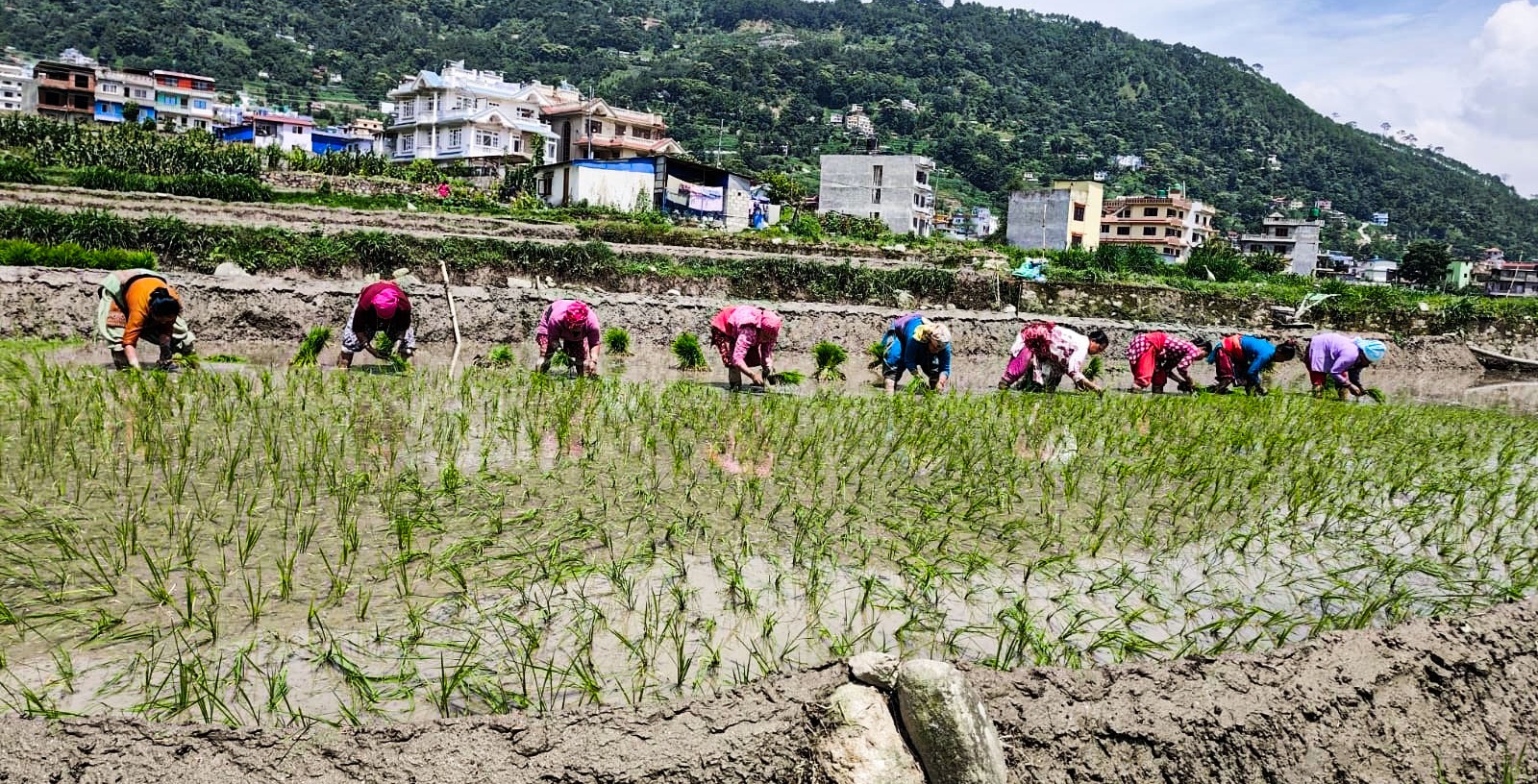 क्षेत्रफल घट्दै, धान उत्पादन बढ्दै