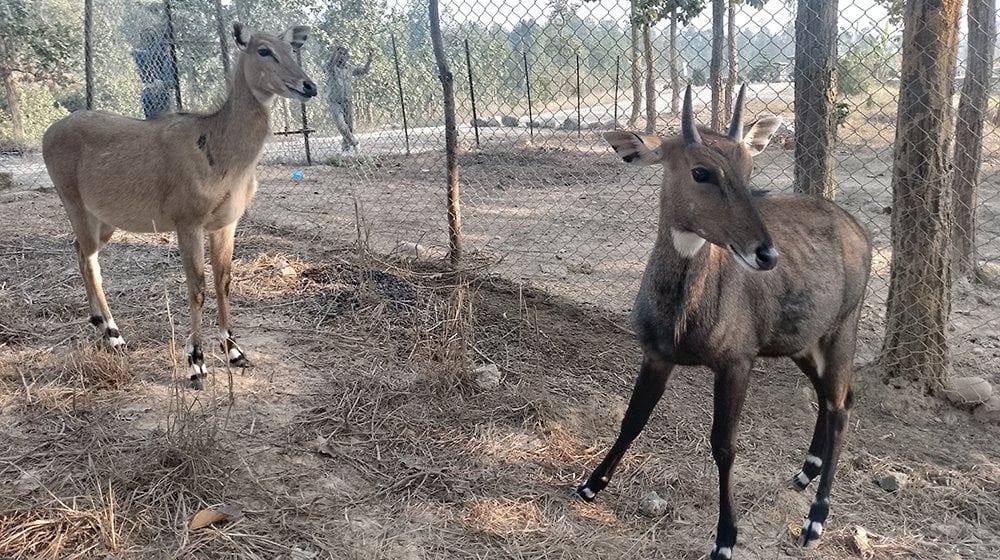 कटारीमा वन्यजन्तुको उद्धार तथा पुनःस्थापना केन्द्र स्थापना