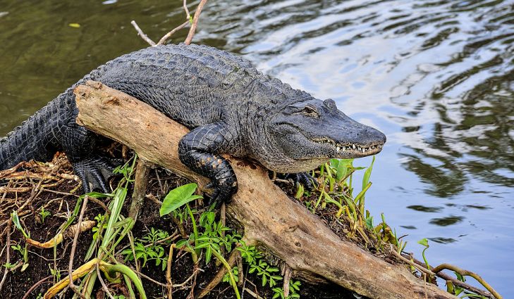 २० वटा गोही प्रकृतिमा छाडियो
