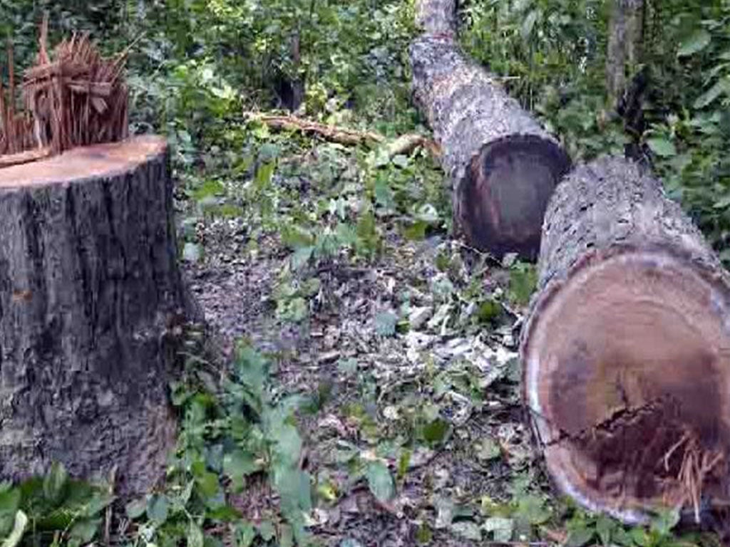 आफैंले काटेको रुखले लागेर एक जनाको मृत्यु, दुई घाइते