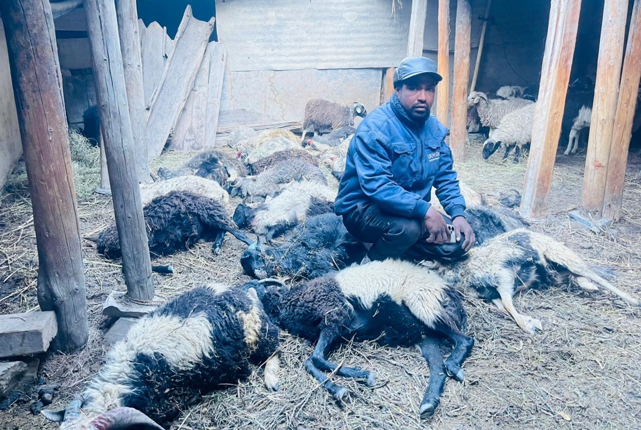 मुस्ताङमा हिउँ चितुवाको आक्रमणबाट १९ भेडा मरे