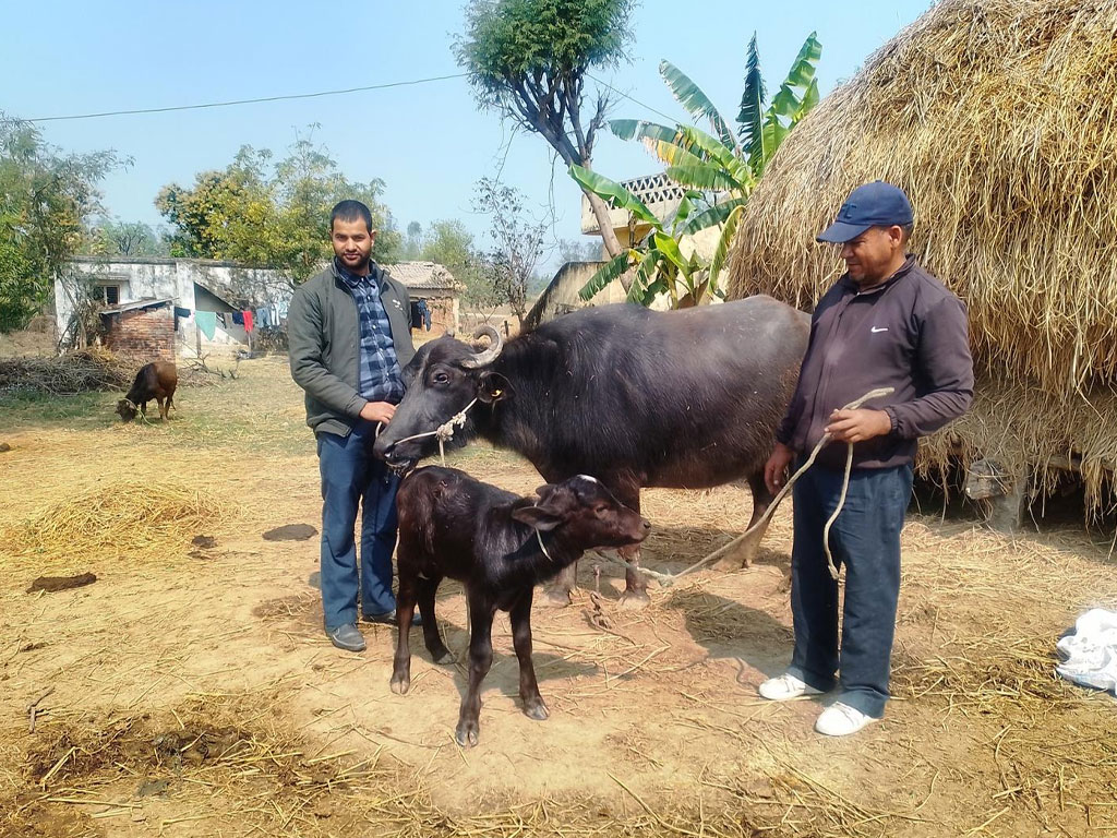 मुर्रा राँगा: नस्ल सुधार कार्यक्रम सफल