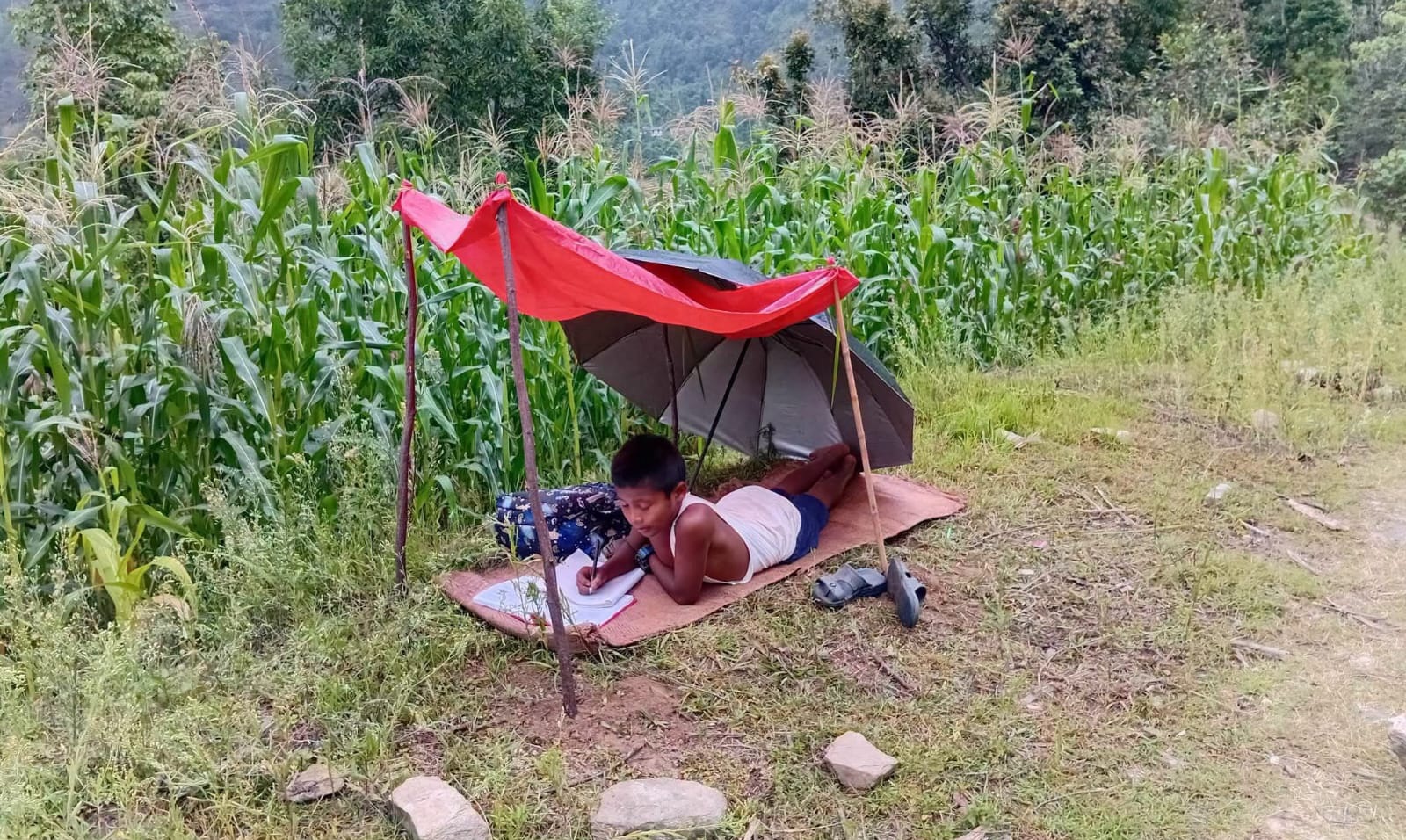पढाइसँगै मकैबारीको पहरा