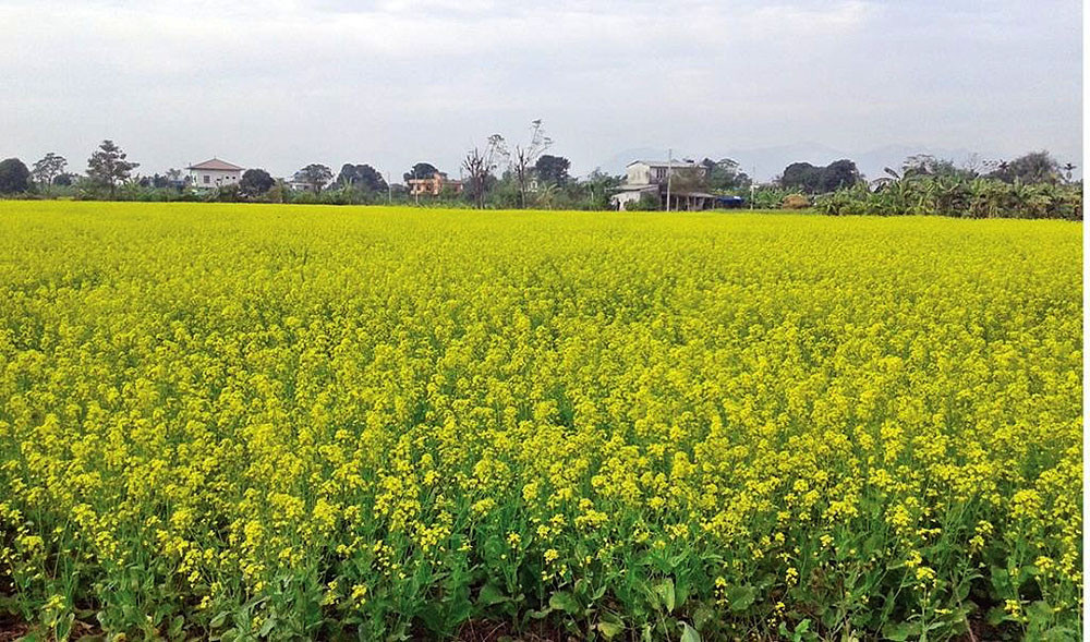 दाङमा तोरीको उत्पादन बढ्दै